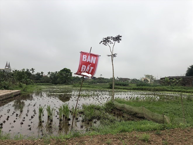 Theo Nghi quyet cua Quoc hoi, thoi han mien thue su dung dat nong nghiep se duoc keo dai den het nam 2030. Anh: Cao Nguyen