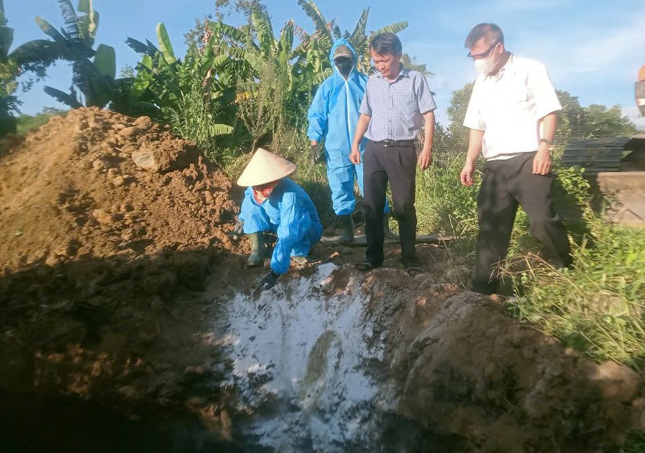 La delegation de pigments de pigment de porc avec du cholera porcine africain dans Quang tri. Photo: Thanh Suong
