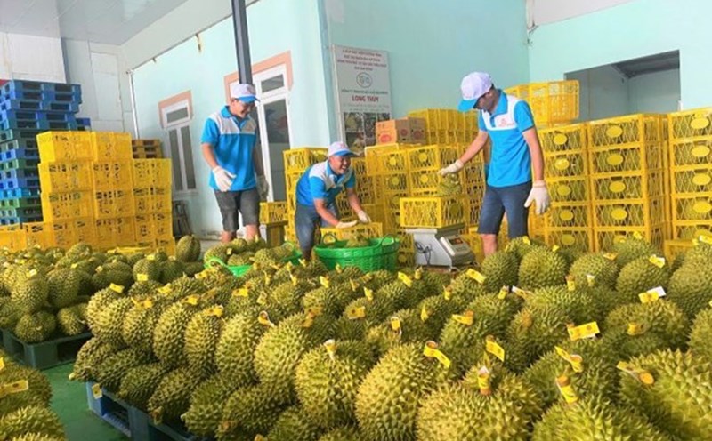 Durian was once an export fruit worth billions of USD. Photo: Phong Linh