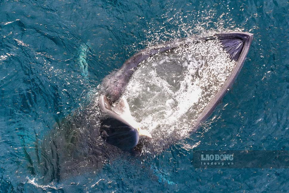 Gia Lai 해역에서 입을 벌리고 먹이를 사냥하는 고래의 모습. 사진: NAG Nguyen Dung