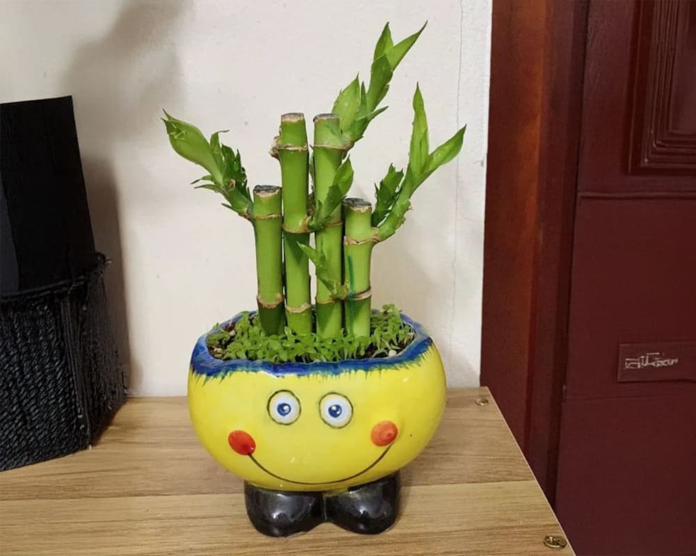 Bach hoa rau needs to be properly cared for when growing at home. Photo: Lan Chi