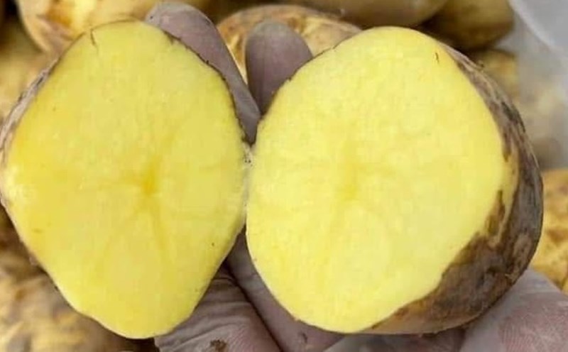 Potatoes are one of the foods rich in potassium that are recommended to be added to the diet to avoid high blood pressure. Photo: Kieu Vu