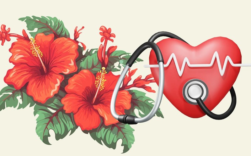 hibiscus brings benefits to cardiovascular health. Graphics: Thanh Thanh