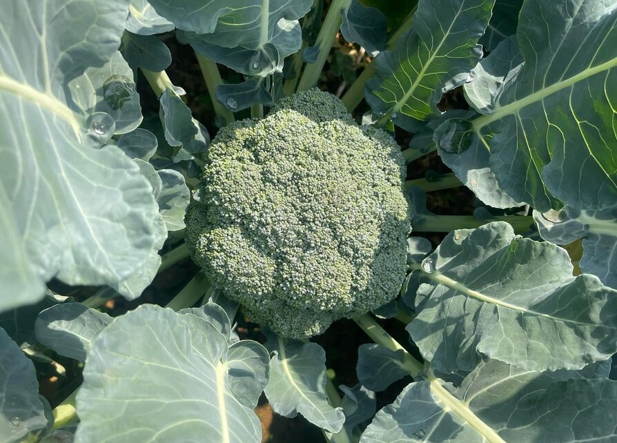 When processed properly, broccoli is good for the kidneys. Photo: Kieu Vu