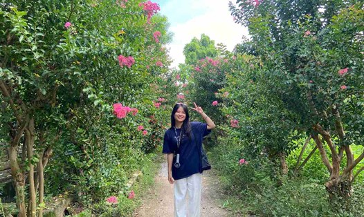 Con đường hoa tường vi nở rộ. Ảnh: Lê Tuyến