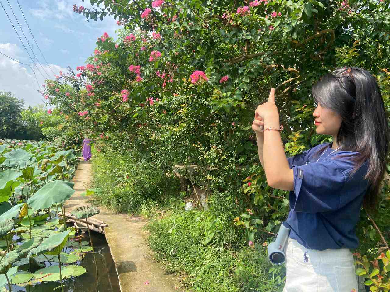 Con duong hoa tuong vi dang bat dau no canh dam sen trong cong vien. Anh: Le Tuyen