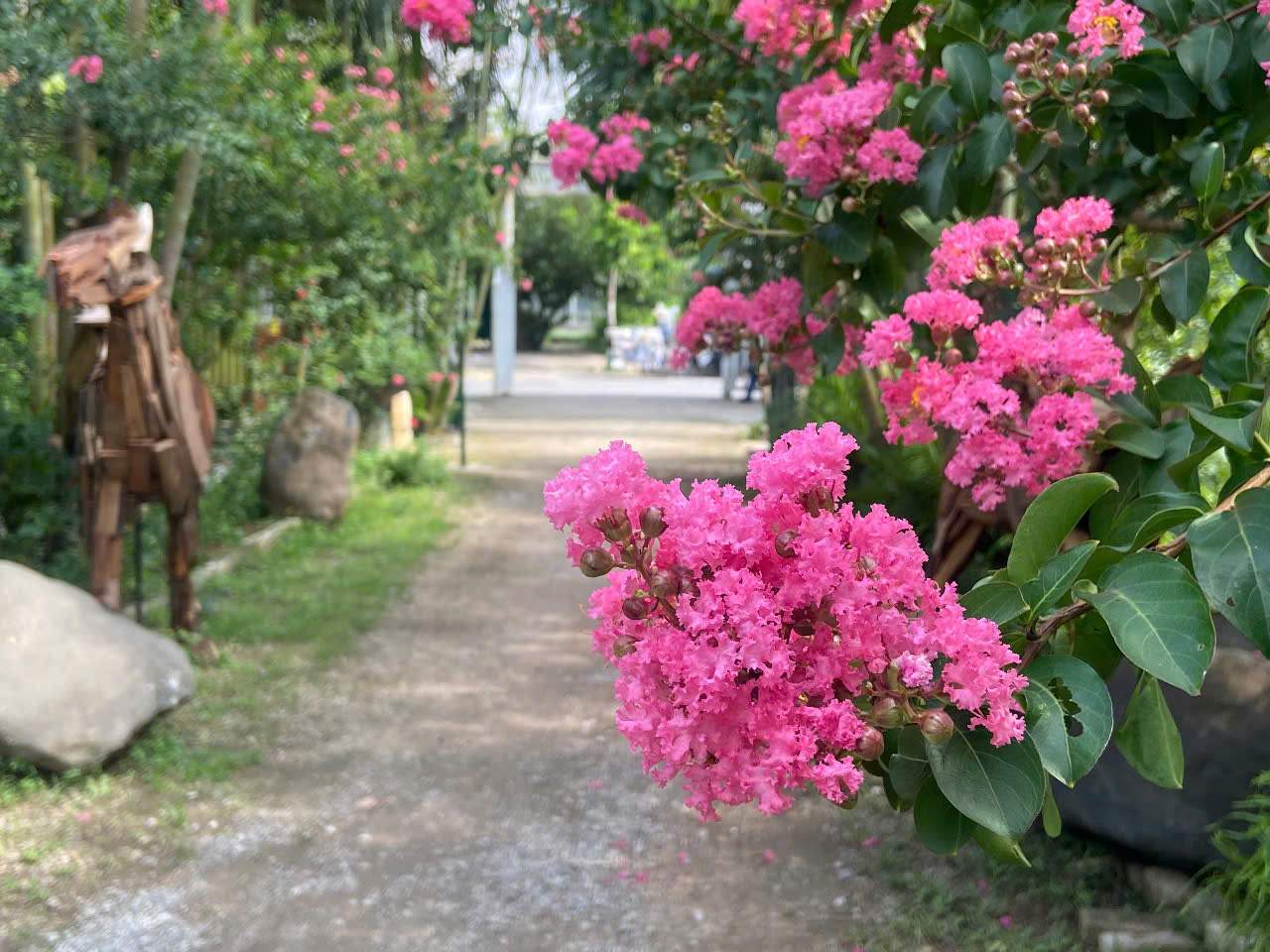 Hoa tuong vi no tung chum, day dac o dau canh. Anh: Le Tuyen
