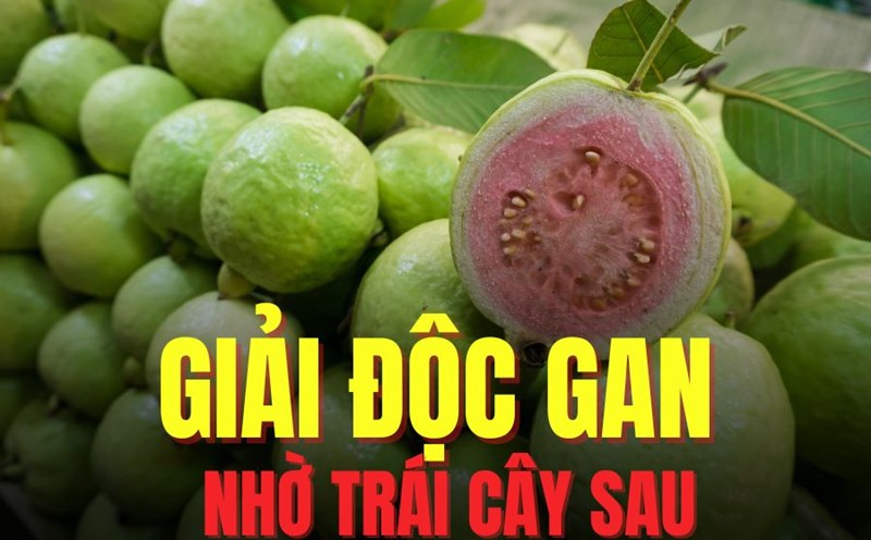 Adding guava to your diet appropriately helps detoxify the liver effectively. Graphics: Tra My