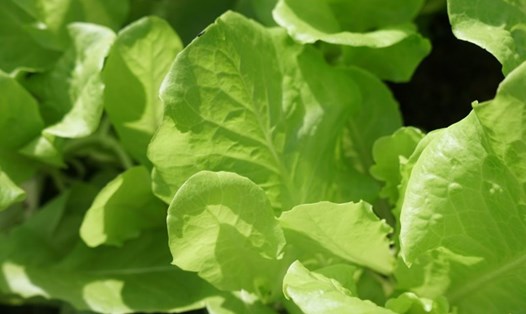 Rau lá xanh giúp cải thiện sức khỏe răng miệng. Ảnh: Thanh Thanh