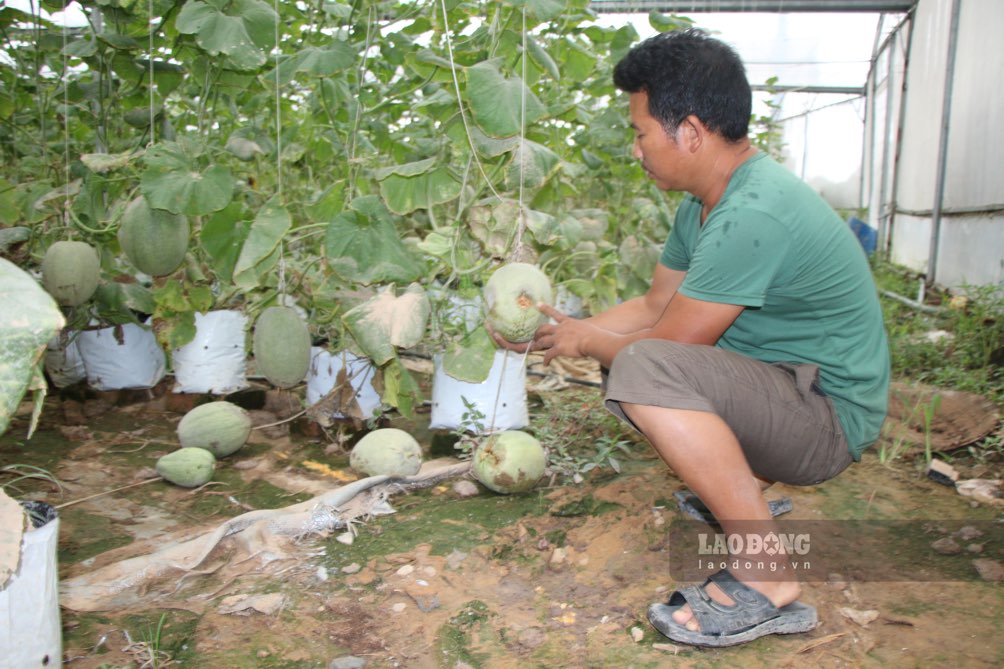Vuon dua gang ngap trong lu khien toan bo so cay hu hong, phai nho bo. Anh: Dang Vu.