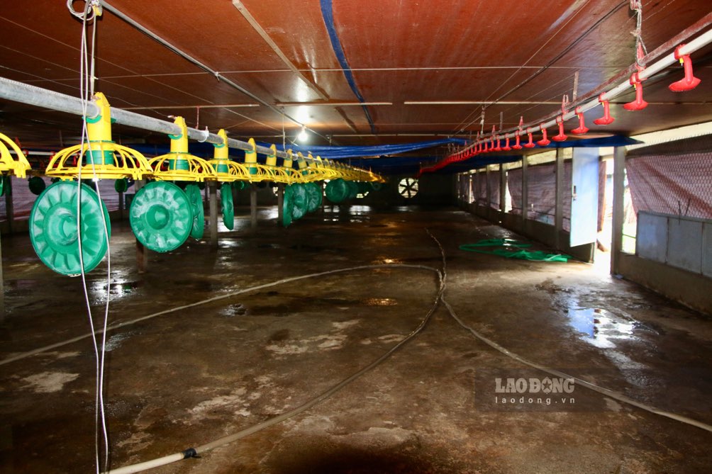 Lu lon cuon troi hang nghin con ga sap xuat ban, de lai chuong trai trong tron. Anh: Dang Vu.