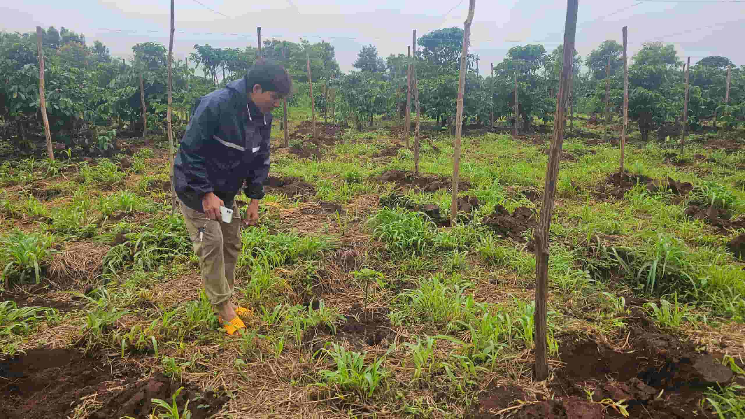Anh Thă buồn bã khi vừa bị kẻ gian nhổ mất nhiều cây cà phê giống. Ảnh: Thanh Tuấn 