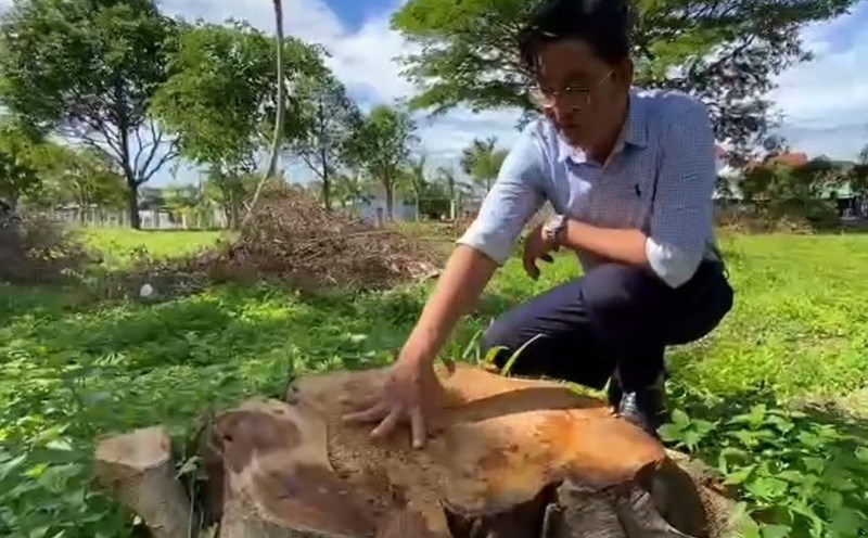 Trees were cut down in the premises of the headquarters of the People's Committee of Dong commune (old). Photo: Thanh Tuan