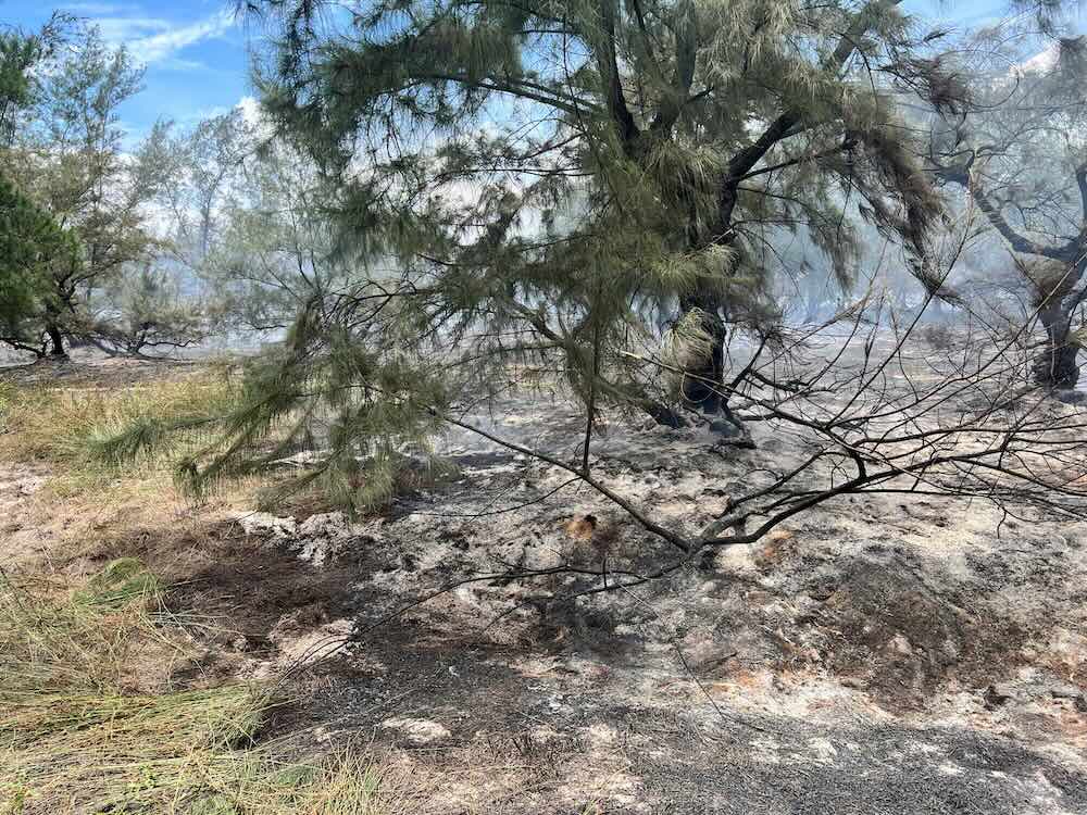 Incendie de foret de production dans la commune de Cam Hong. Photo : Hong Duc