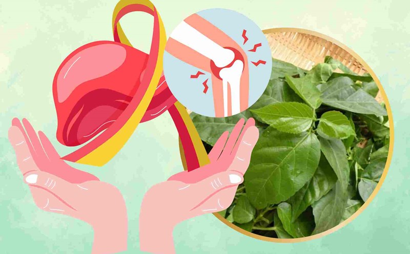 Detoxify the liver, reduce joint pain with folk remedies