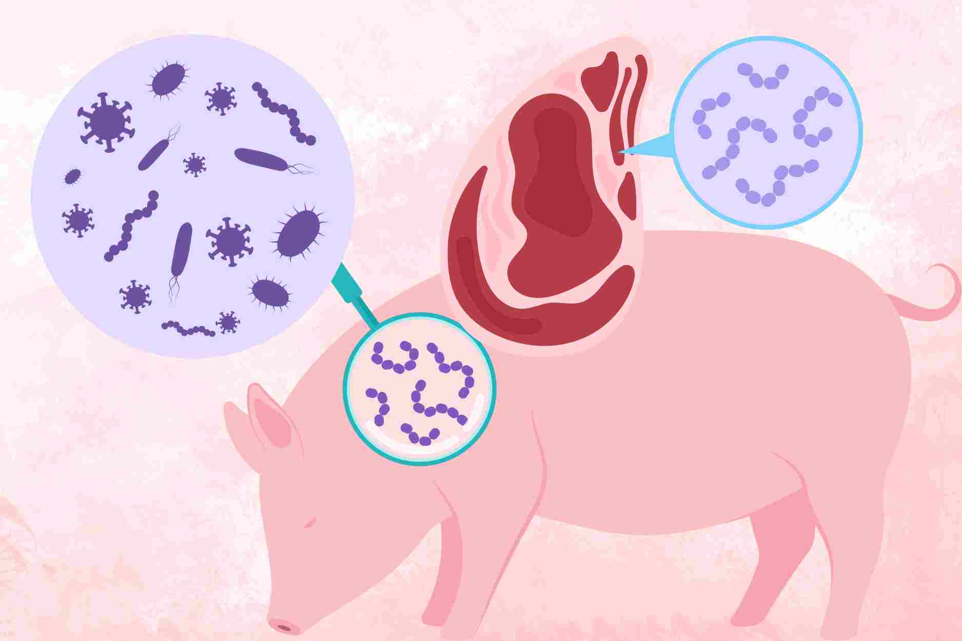 How to prevent pig transmission to humans, after many new cases