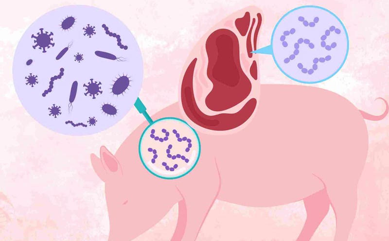 How to prevent pig transmission to humans, after many new cases