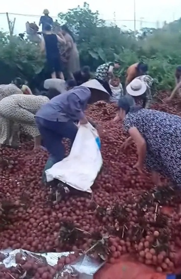 Nguoi dan tuong vai bo di nen da nhat mang ve. Anh: Bui Lich