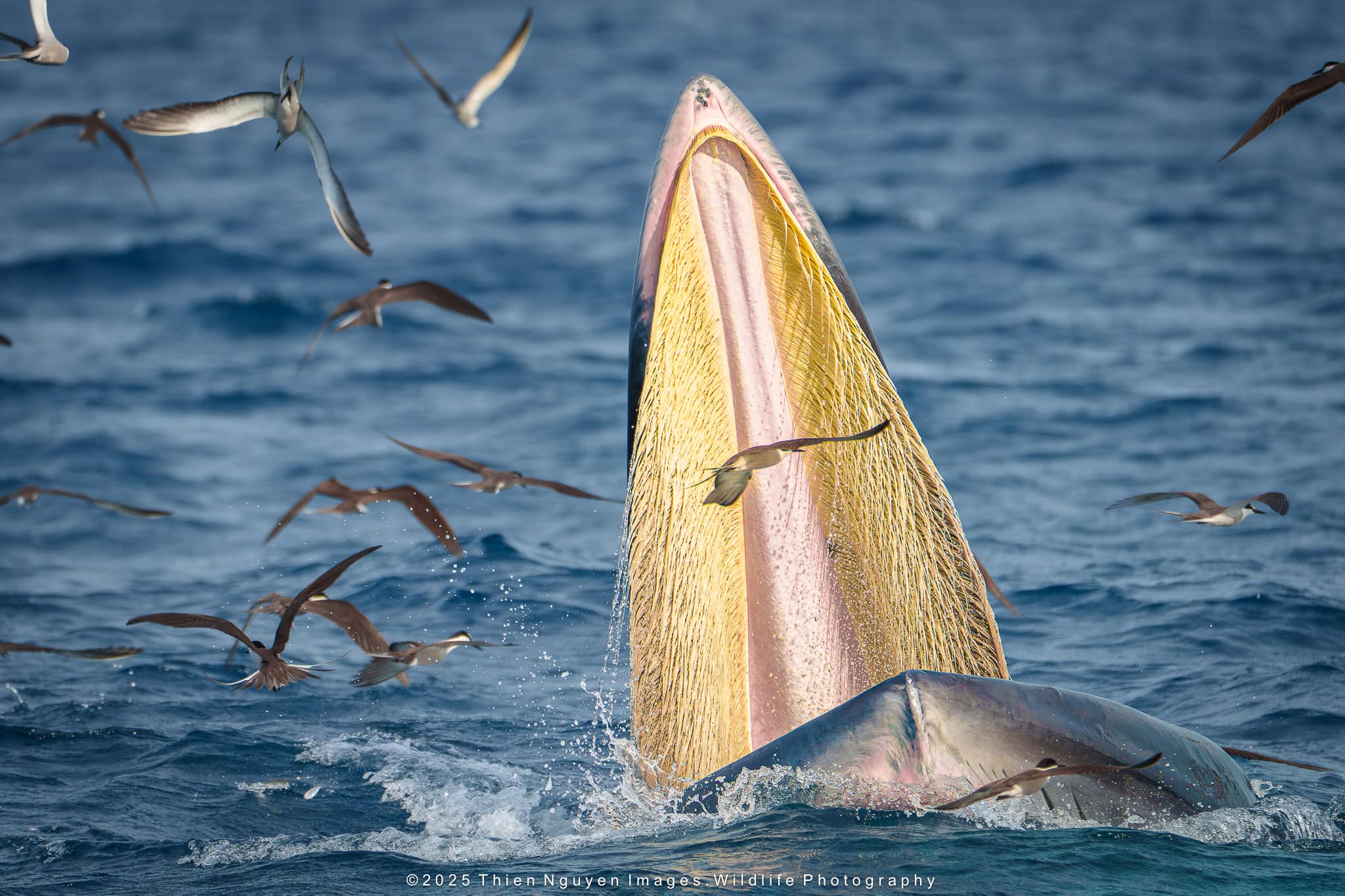 Ca voi Bryde (Balaenoptera brydei) la loai ca voi thuoc ho Ca voi lung xam, thuong an cac loai ca boi theo bay nhu ca com, ca trich va ca sardine.
