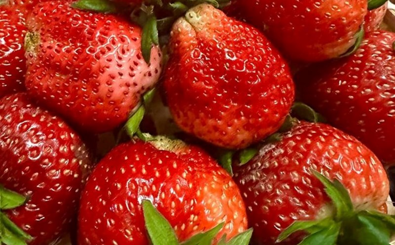 Strawberries are one of the fruits rich in antioxidants that can support liver and kidney health. Photo: Kieu Vu