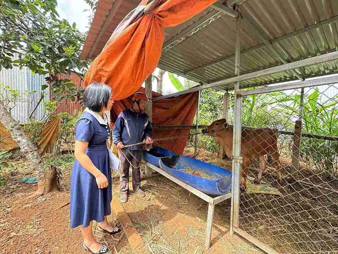 Les agneaux reproducteurs sont consideres comme des can cau qui soutiennent de nombreux menages a Dak Lak dans la reduction rapide et durable de la pauvrete. Photo : Phan Tuan