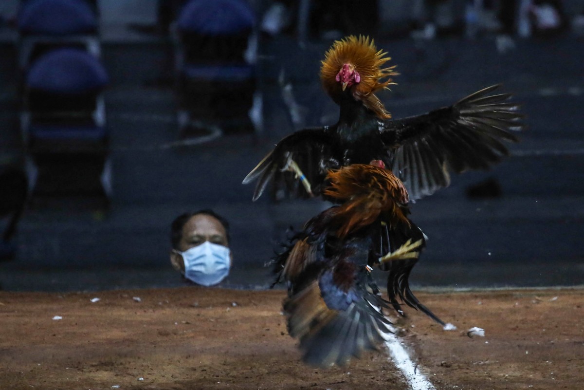 A cockfighting match at the 2022 World Slasher Cup in Manila, Philippines, on March 22, 2022. Photo: AFP