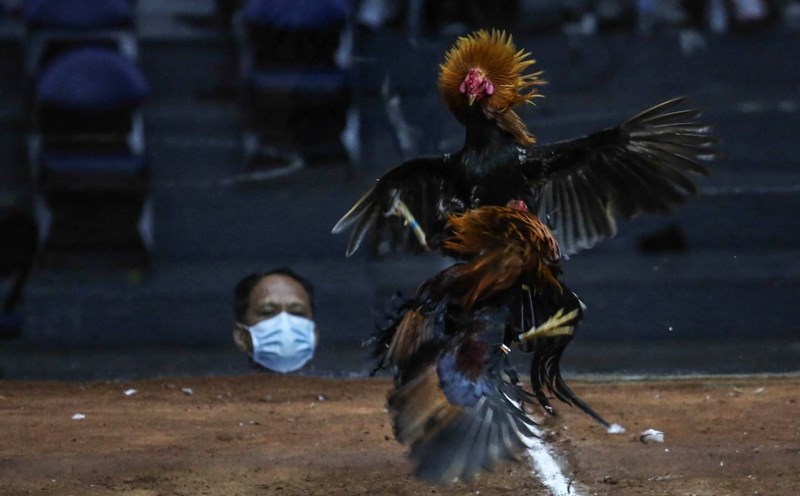A cockfighting match at the 2022 World Slasher Cup in Manila, Philippines, on March 22, 2022. Photo: AFP