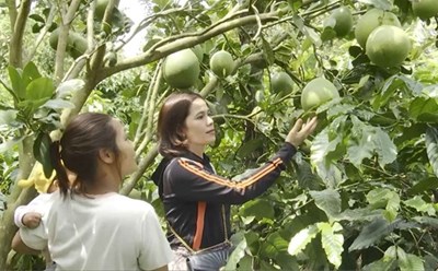 Ethnic minorities in Dak Lak province learn from investment models and develop fruit trees. Photo: Bao Lam