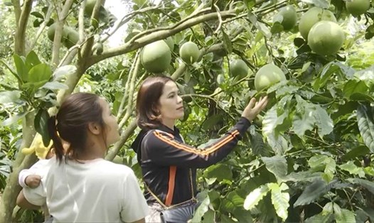 Người dân tộc thiểu số tại tỉnh Đắk Lắk học hỏi mô hình đầu tư, phát triển cây ăn quả. Ảnh: Bảo Lâm