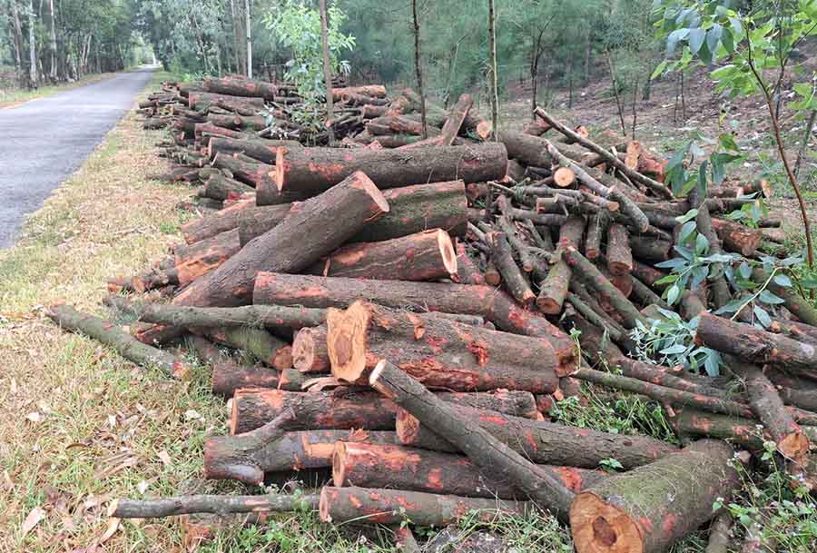 Thach Khe 코뮌(Ha Tinh)의 해안 보호림인 필라오 나무를 주민들이 임의로 벌목하여 장작으로 판매합니다. 사진: Tran Tuan.