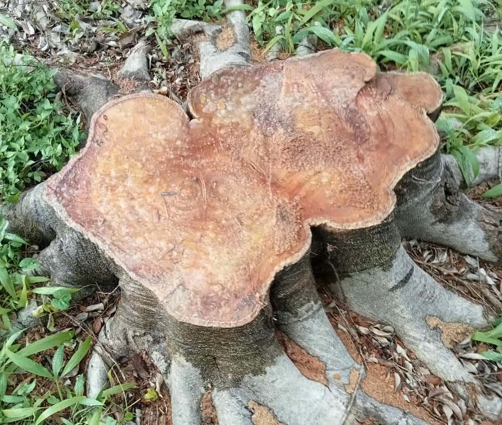 벌목되어 뿌리만 남은 녹색 나무. 사진: Thanh Tuan