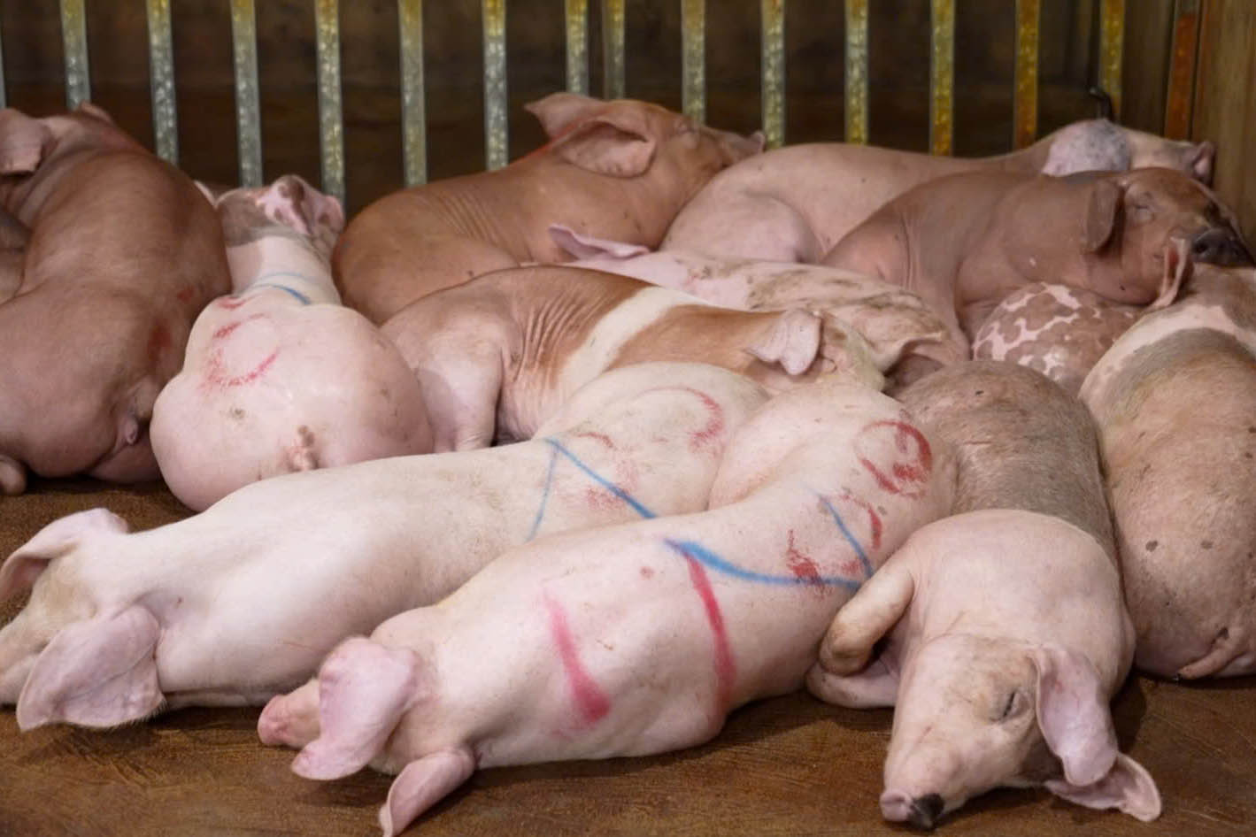 Các đối tượng mua lợn bệnh giá rẻ rồi về giết mổ, bán ra thị trường. Ảnh: Công an Hà Nội 