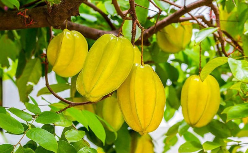 Star fruit is a familiar plant and has many health benefits. Photo: Bich Nhung