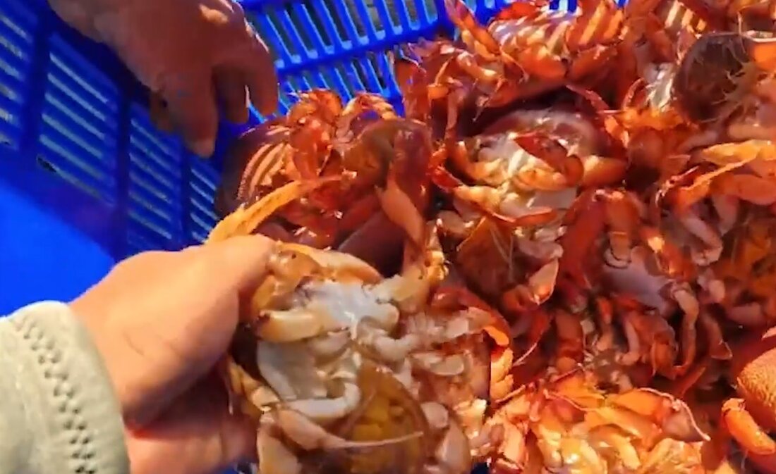 Ly Son 바다로 방생된 알을 품은 황제게 수. 사진: Ly Son 해양 보호 구역 관리위원회