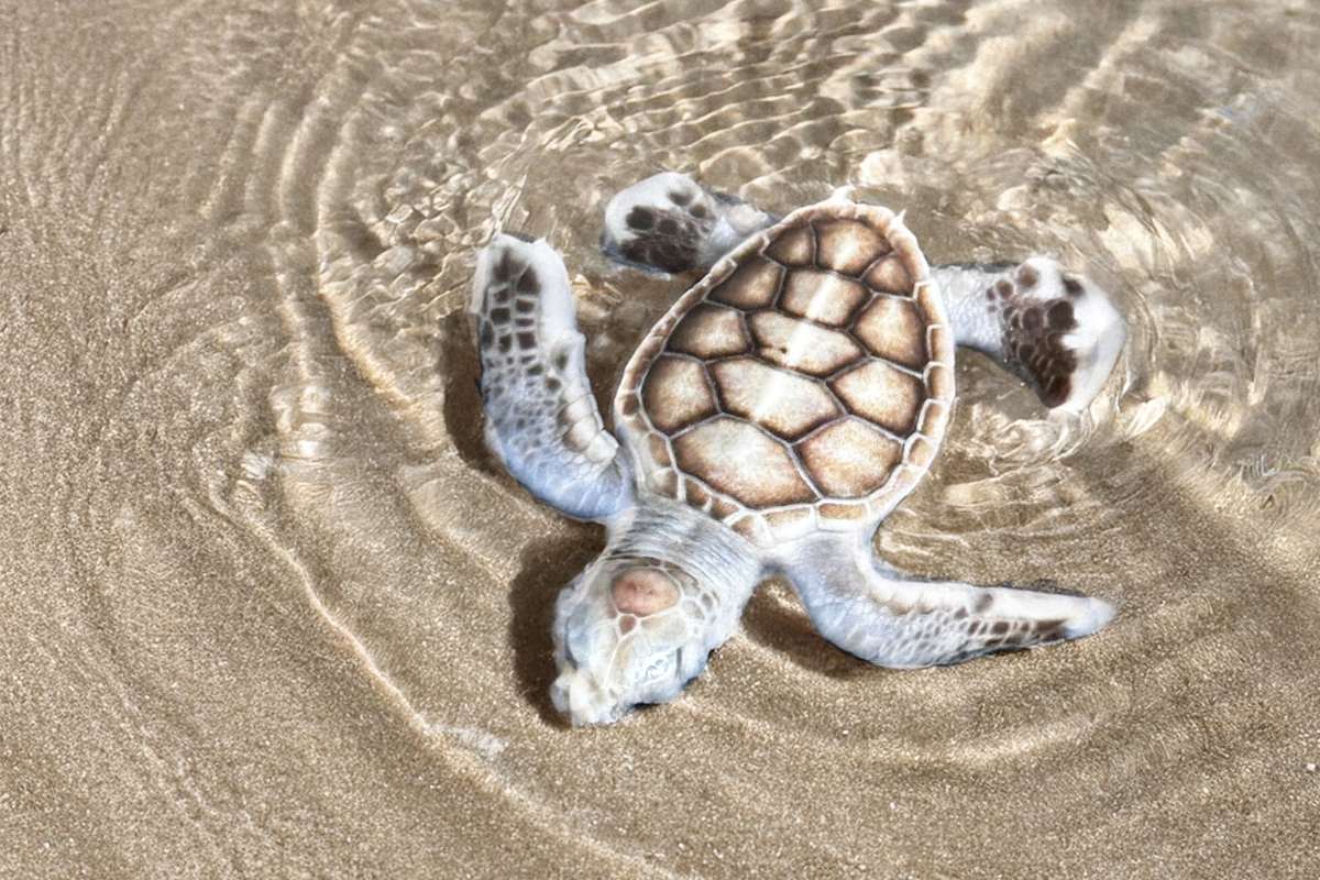 newly recorded albino sea turtles in bloom in Con Dao. Photo: Six Senses Con Dao