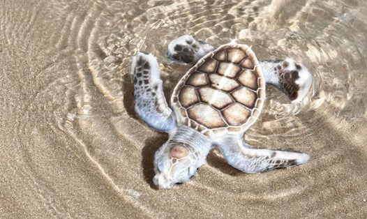 Rùa biển bạch tạng mới ghi nhận được ấp nở tại Côn Đảo. Ảnh: Six Senses Côn Đảo