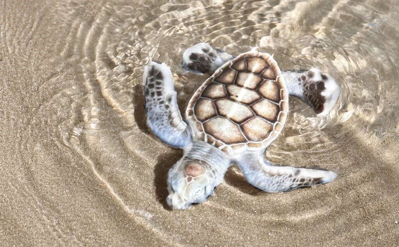 newly recorded albino sea turtles in bloom in Con Dao. Photo: Six Senses Con Dao