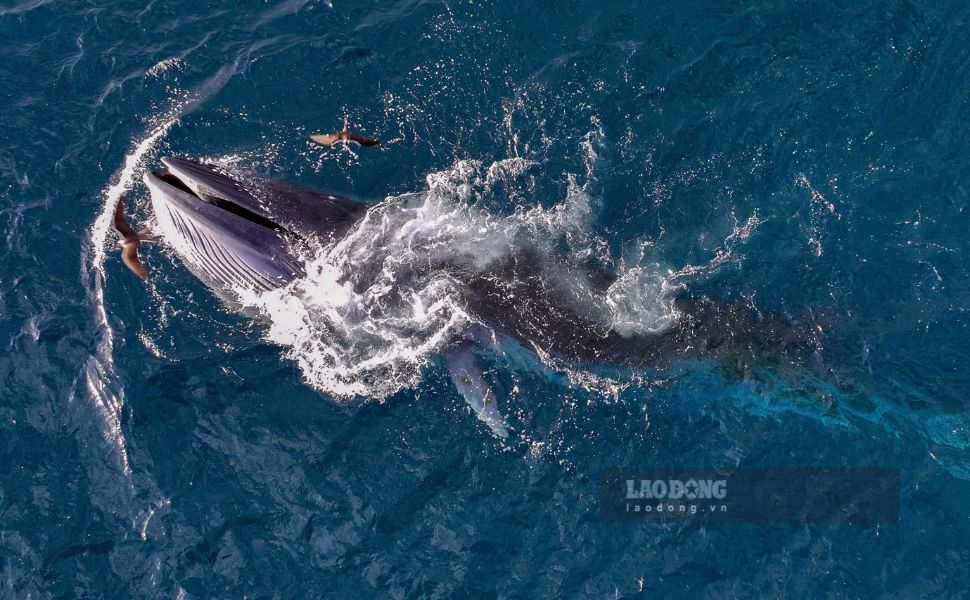 Desde finales de junio hasta principios de julio de 2025, las ballenas Bryde a menudo aparecen en las aguas costeras de la provincia de Gia Lai. Foto: Nguyen Dung