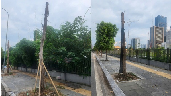 Nhiều cây xanh đô thị chết khô chờ thay thế. Ảnh: Minh Hạnh