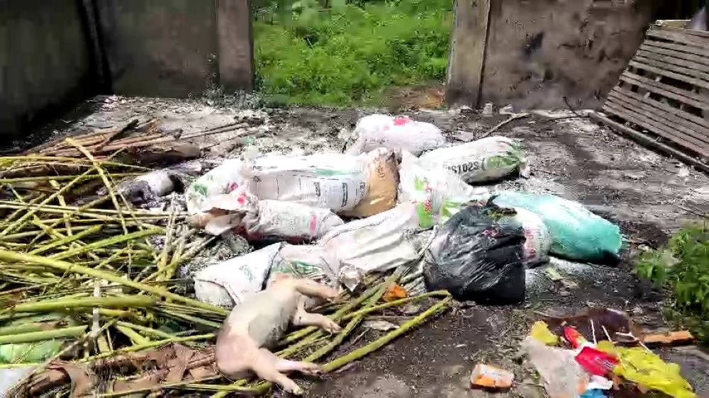 Phat hien rat nhieu xac lon chet troi tren kenh nuoc (o Thanh Hoa). Anh: Minh Hoang
