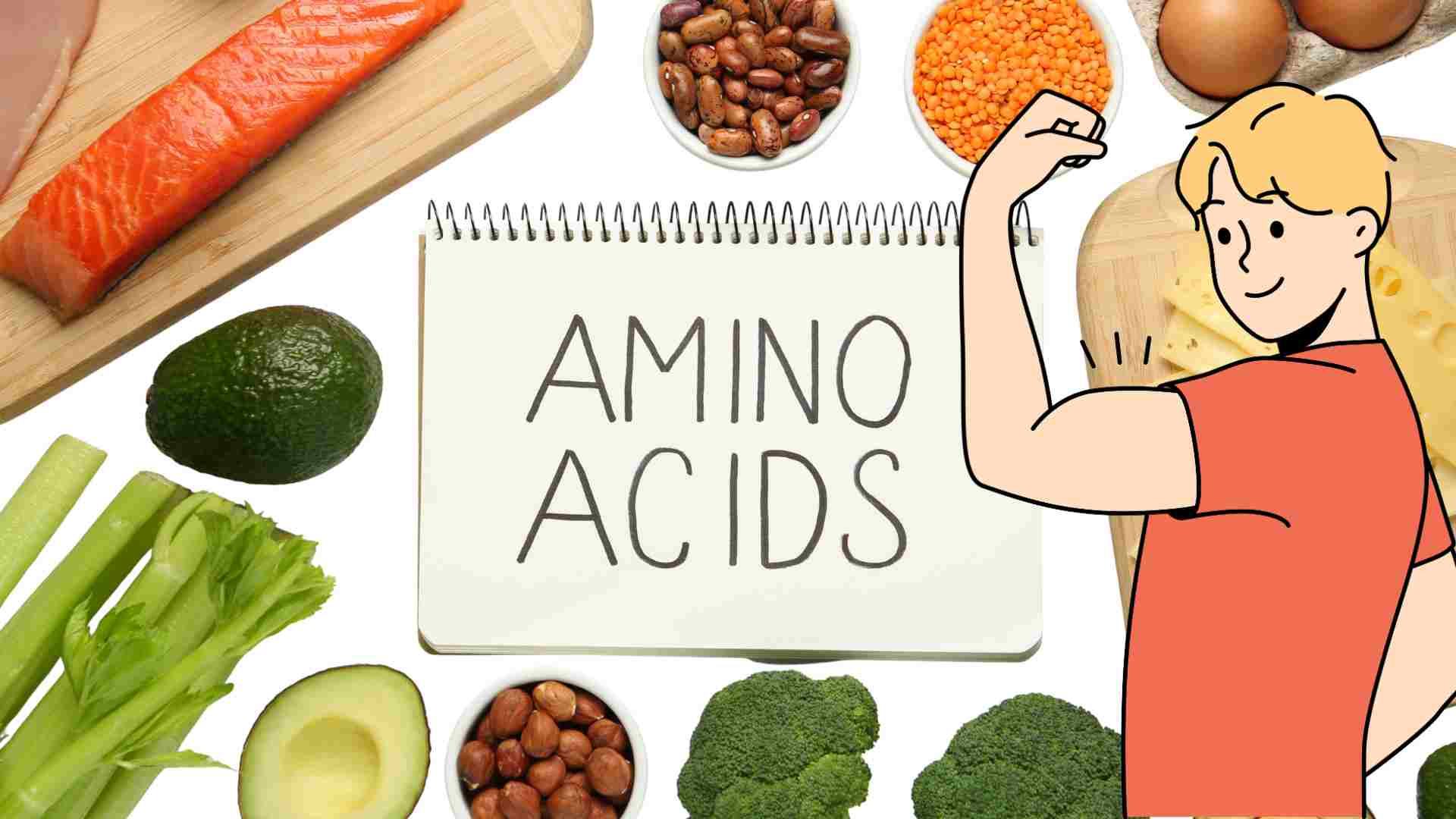Amino acids play an important role in building muscle. Graphics: Ha May