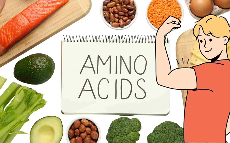 Amino acids play an important role in building muscle. Graphics: Ha May