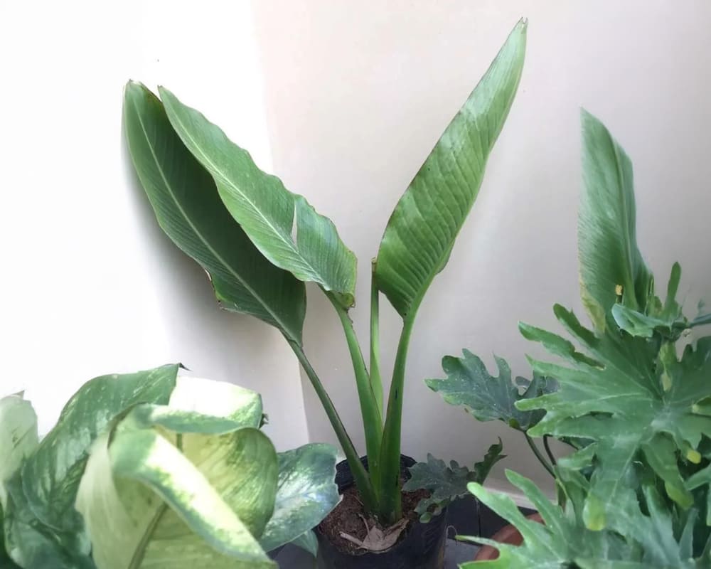 Taking care of cheap banana trees with fans properly will help the living space become greener. Photo: Thu Lan
