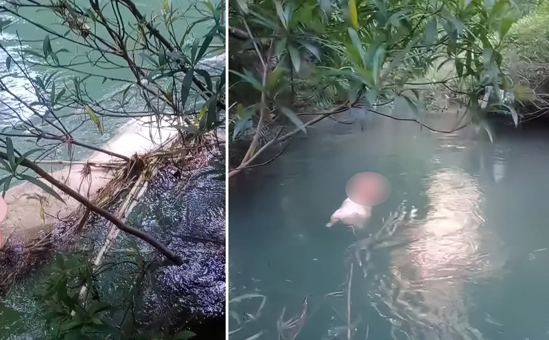 There is a situation of throwing pigs infected with African swine fever into the environment. Photo: Hoa The