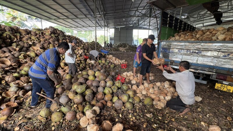 Nguoi dan Vinh Long thu mua, so che dua tai co so che bien de phuc vu tieu thu va che bien sau, gop phan nang gia tri nong san dia phuong. Anh: Hoang Loc
