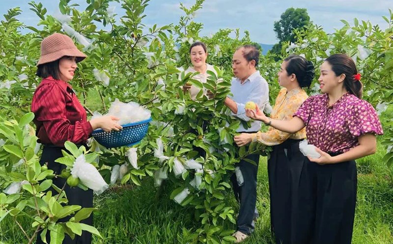 The Vietnam Fatherland Front Committee of Hoa Trach commune visited economic models in the area. Photo: Nguyen Hoai