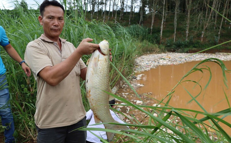 Garbage spilled into the ponds of many households, causing fish to die on the grass, causing great damage to the people. Photo: Huu Phuc