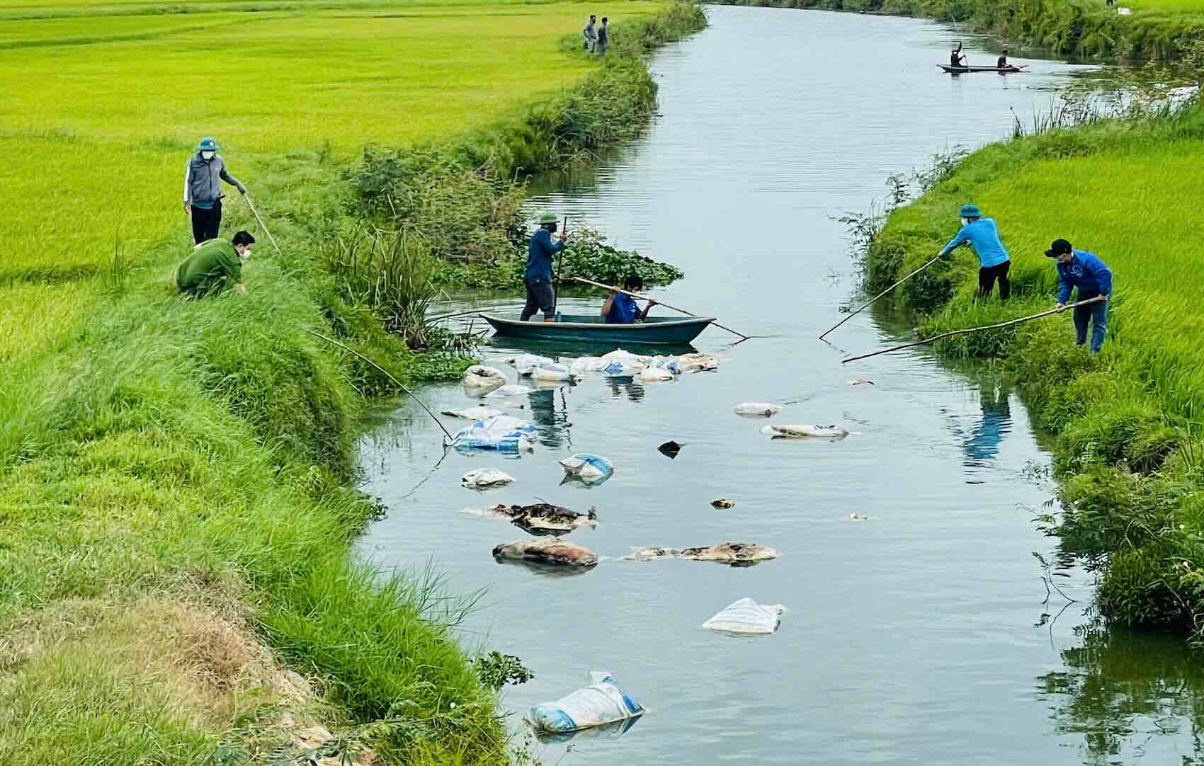 Quang Tri省で多くの豚の死骸が漂流しています。写真:Hoang Quan