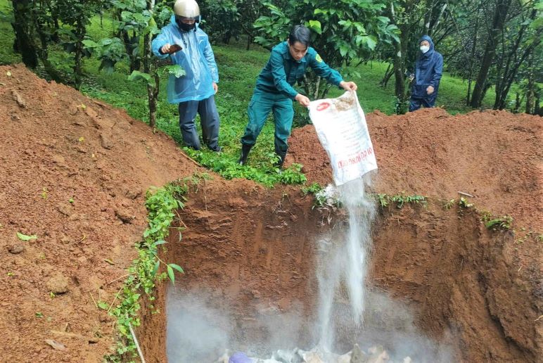 アフリカの豚の流行は複雑化しています。写真:Lam Hong