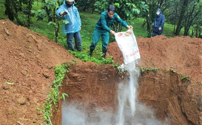 African swine fever is complicated. Photo: Lam Hong